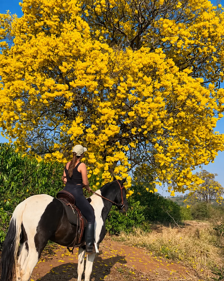 Camila Oliveira Camila Oliveira a cavalo sob uma árvore florida